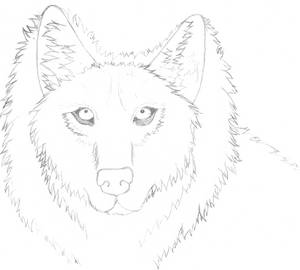 (Still not colored) Wolf