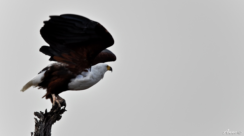 Fish Eagle 001