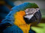 Parrot 001 by AnneMarks