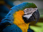 Parrot 001 by AnneMarks