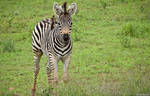 Baby Zebra by AnneMarks