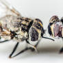 Two zombie flies walk into a reverse macro lense