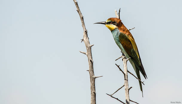 Bee Eater