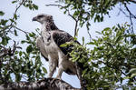 Juv Martial Eagle by AnneMarks