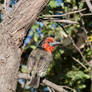 Black collared Barbet