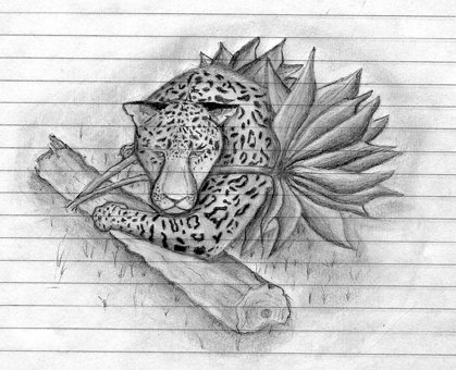 Leopard