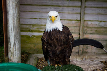 Bald Eagle - Bahnham Zoo