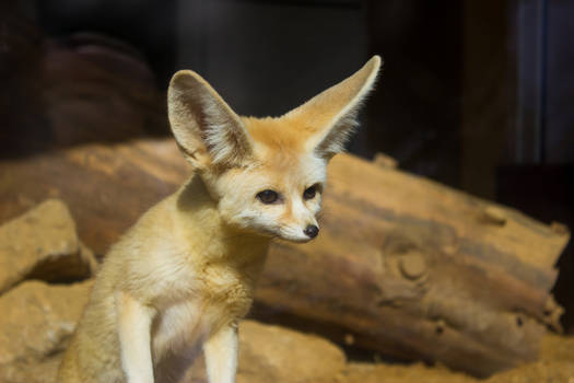 Fennec Foxes - Bahnham Zoo