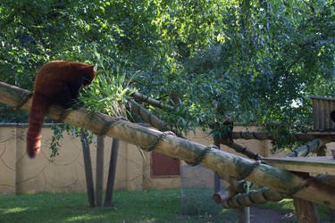 Two Red Pandas - Bahnham Zoo