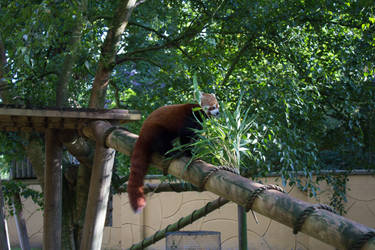 Red Panda - Bahnham Zoo