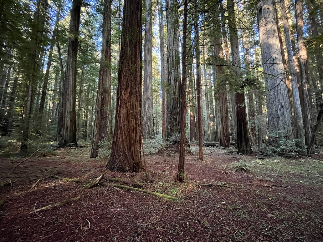 The redwoods by drfeelgood8404 on DeviantArt