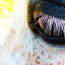 horse eye