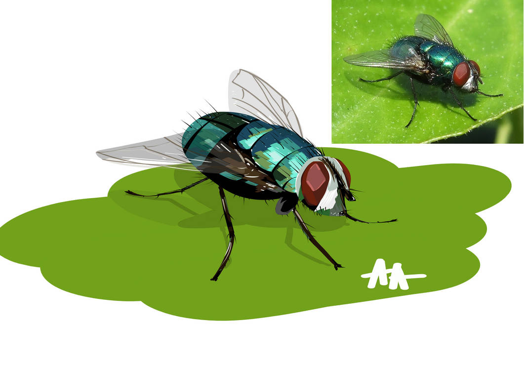 Fictional Fly Fly by AndreaArtworks on DeviantArt