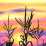 Summer corn sunset