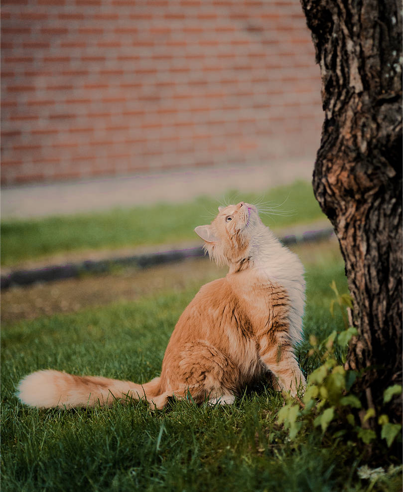 Cat chasing squirrel by Poffeman on DeviantArt