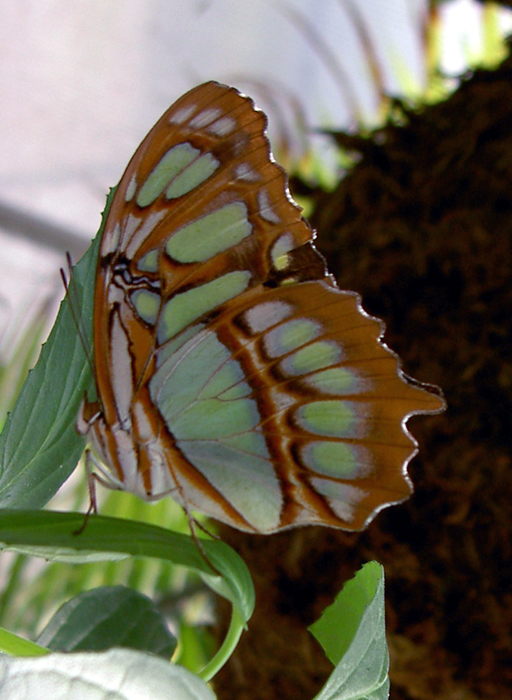 Butterflies 09 02 05 A