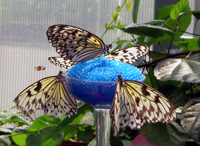 Butterflies 09 02 05 B