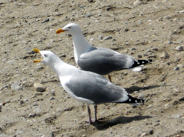 2 Gulls Out For A Squawk