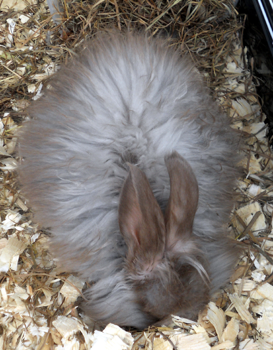 Raisins The Angora Rabbit Who Believes In Xenu