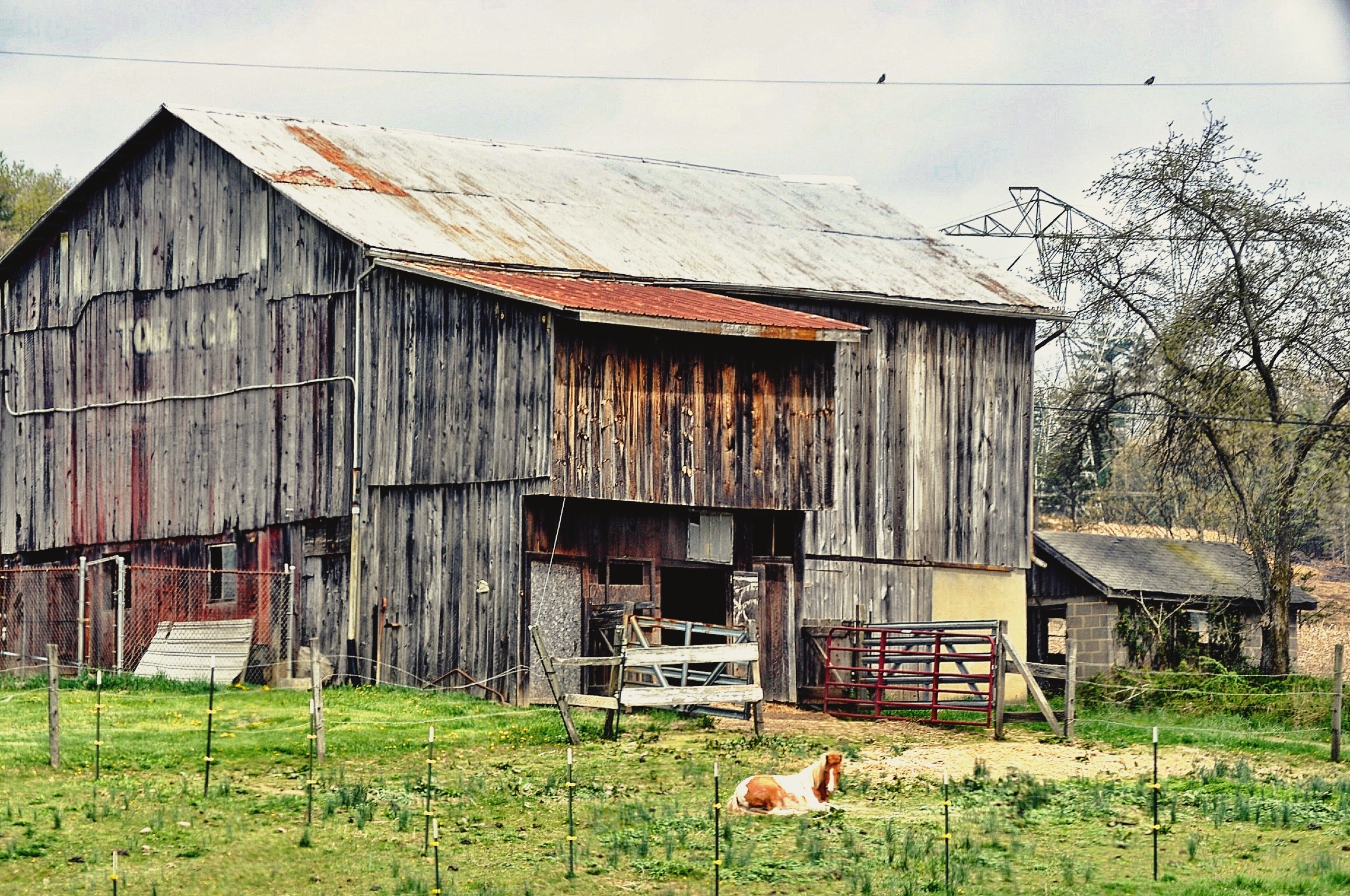 Pretty Horse in Front Of Old Rustic Barn