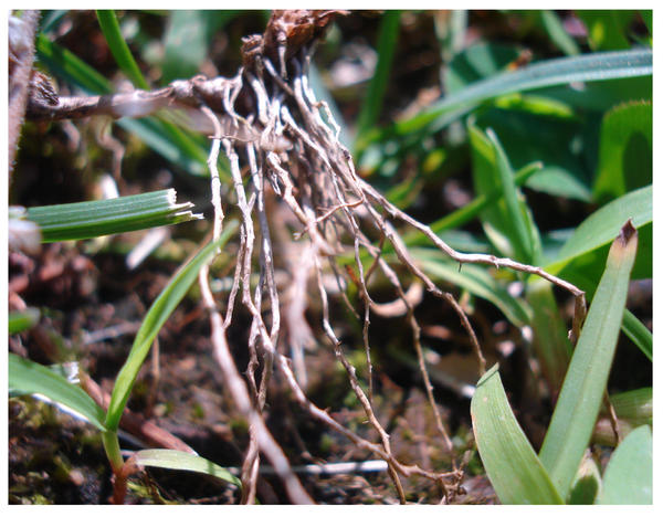 Roots by bradybunchfake on DeviantArt