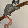 Opossum on branch