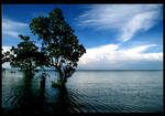 Mangroves.pt1 by petertaby