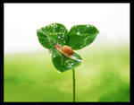 Tiny snail by lufeng