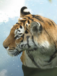 Tigress beauty