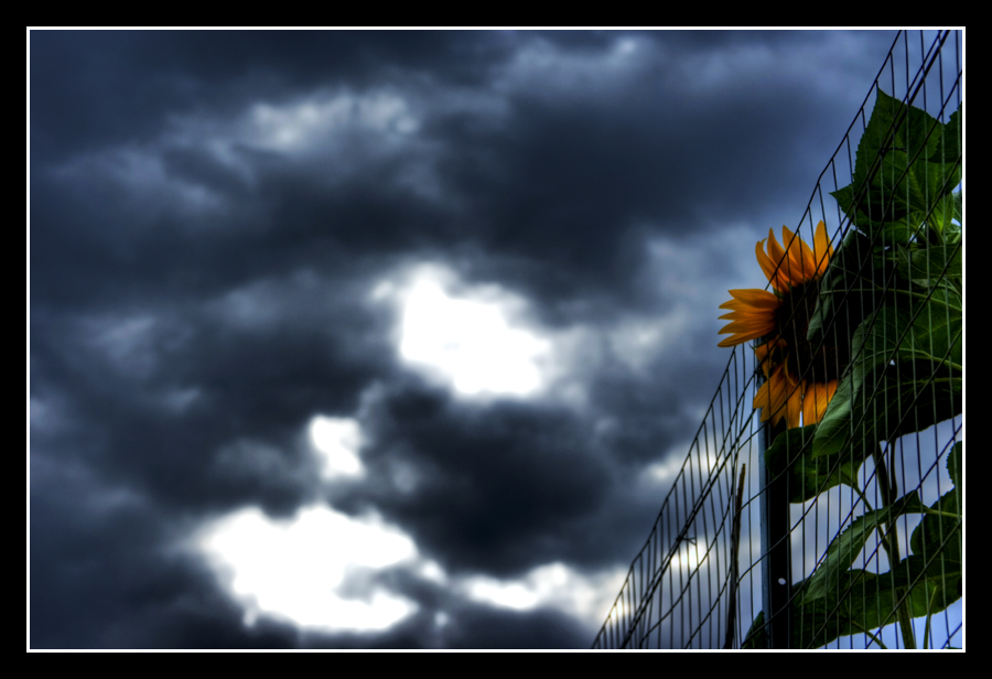 sunflower in cage