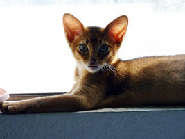 Abyssinian Blep