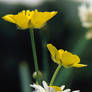 Daisies and Buttercups II