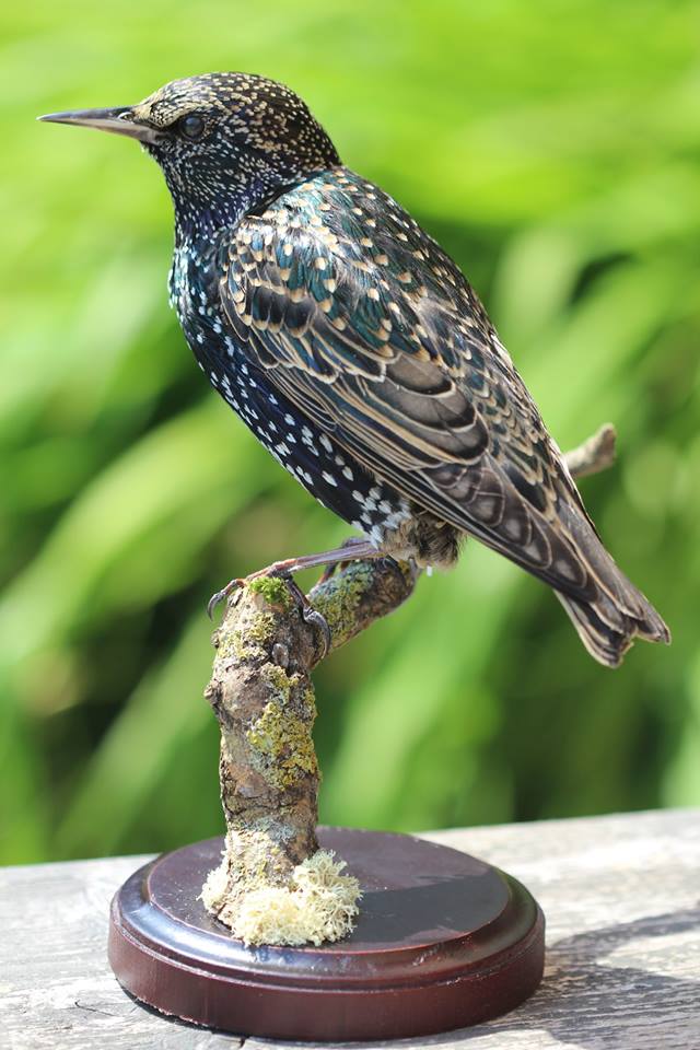 Taxidermy - European starling