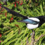 Taxidermy - Eurasian magpie