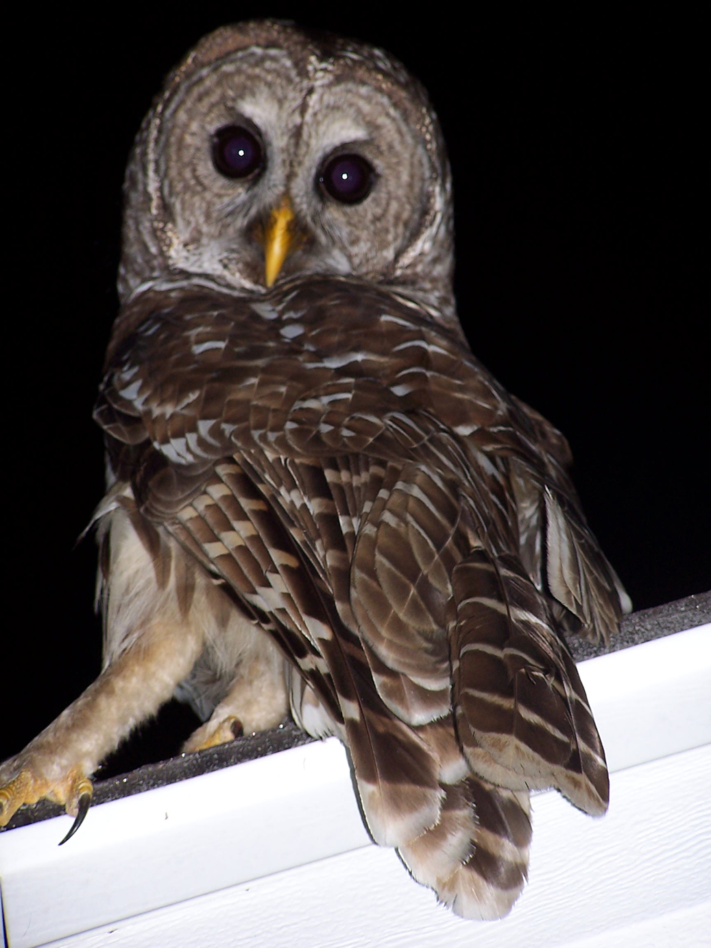 Owl on top of House