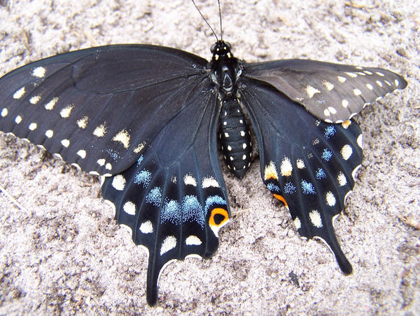 butterfly with nemo wing