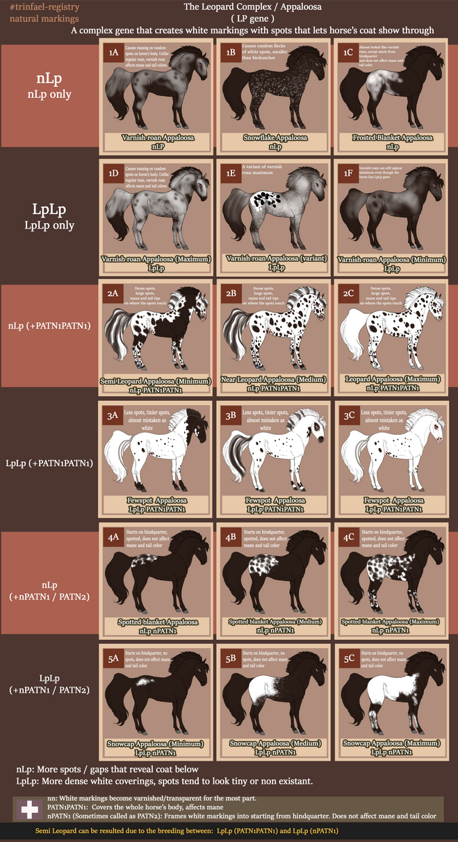 Trinfael Natural Mark: Leopard / Appaloosa Complex by TrinfaelLord on ...