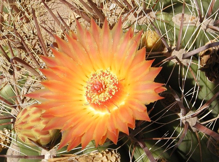 Peachy Barrel Cactus Bloom