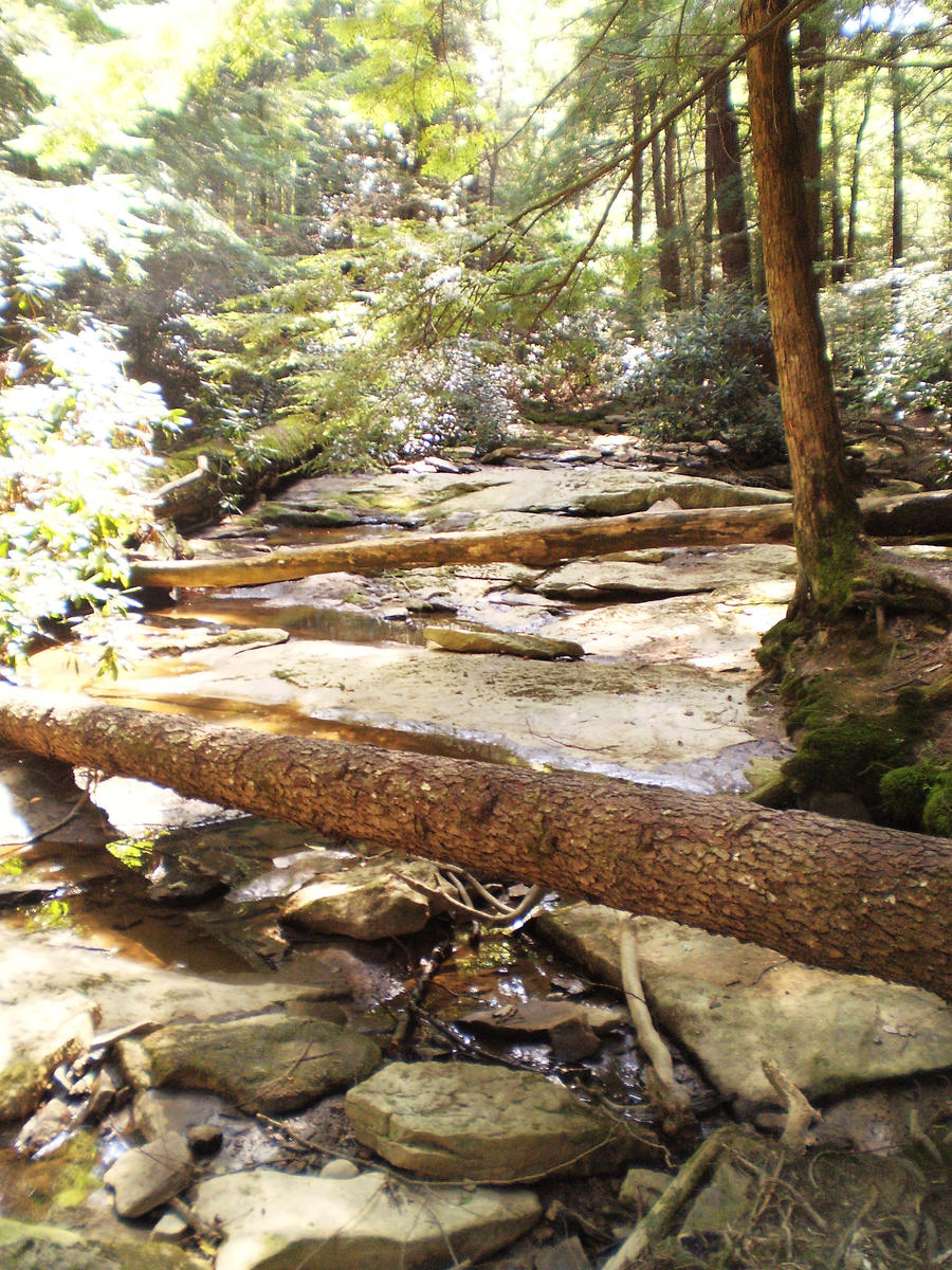 Fallen Timber by kceb14 on DeviantArt
