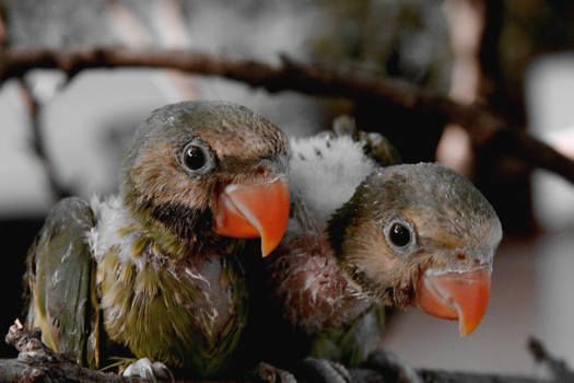 Two Baby Parrots