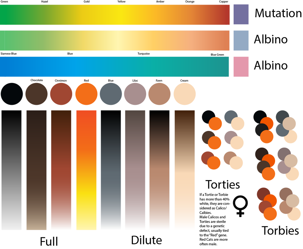 Cat Fur and Eye Color Cheat Chart by Swiftstar01 on DeviantArt