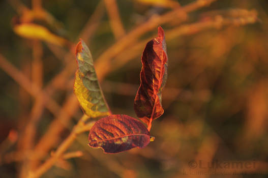 Autumn leaves