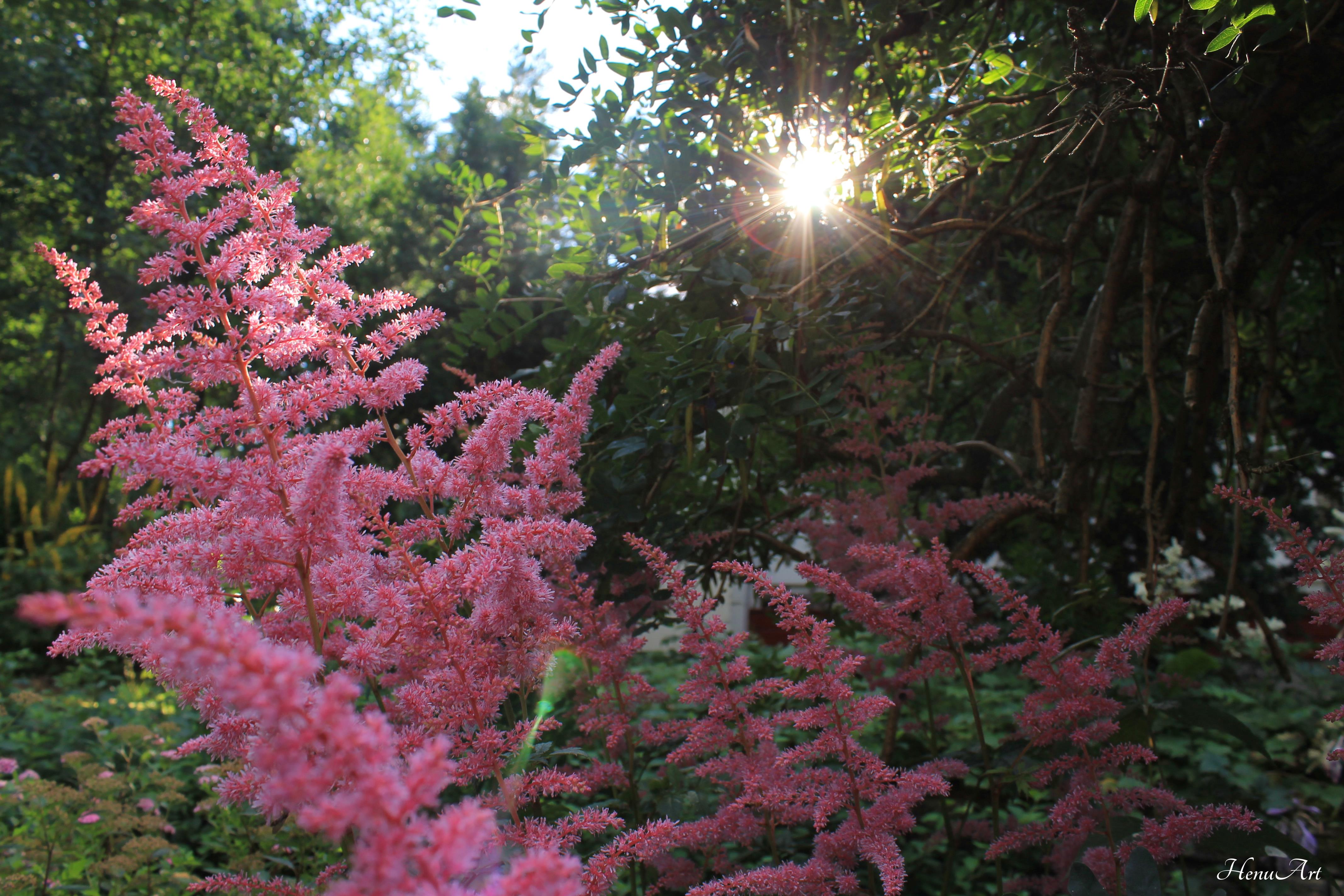 Paradise garden