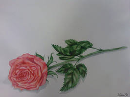 painting: A Rose