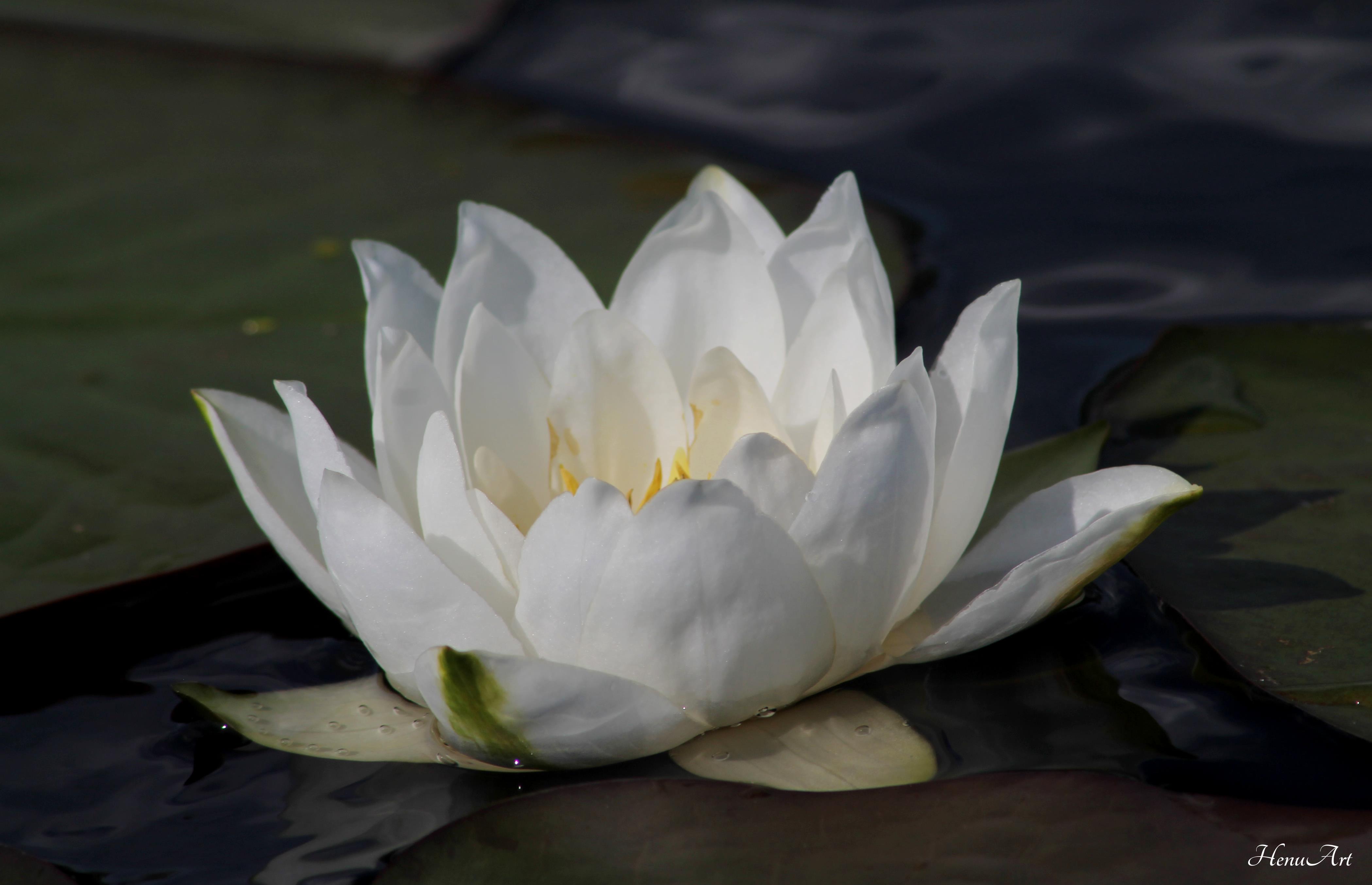 White water lily flower2