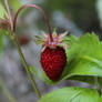 Wild strawberry