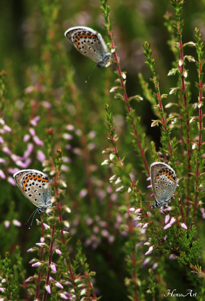 Butterfly trio