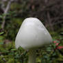 Amanita virosa