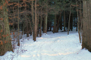 Snowy Pathway