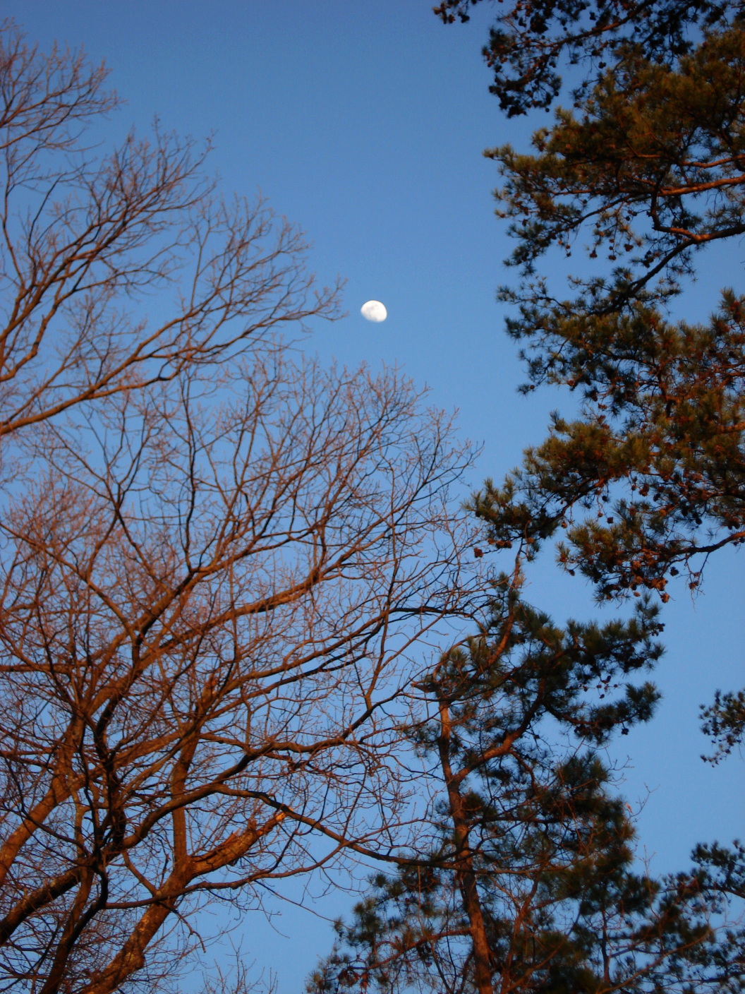 Roots in the Sky